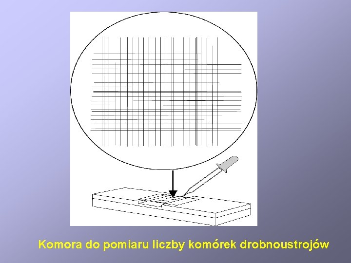 Komora do pomiaru liczby komórek drobnoustrojów 