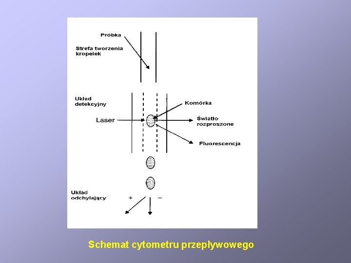 Schemat cytometru przepływowego 