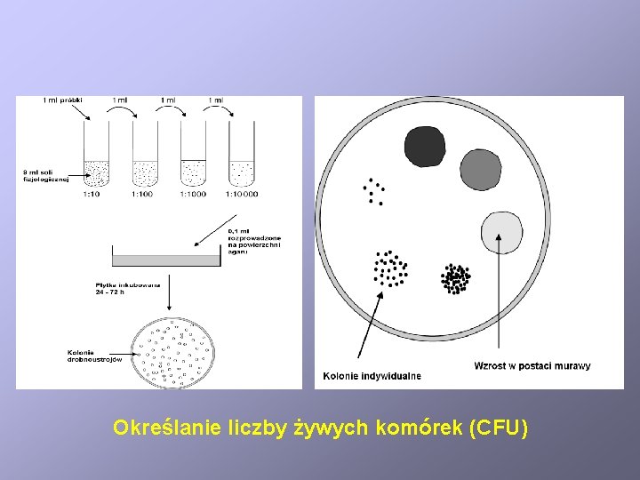 Określanie liczby żywych komórek (CFU) 