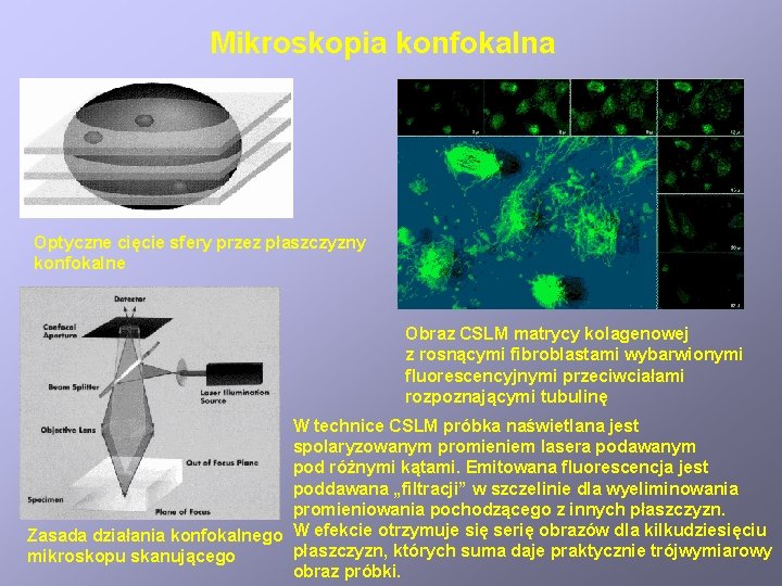Mikroskopia konfokalna Optyczne cięcie sfery przez płaszczyzny konfokalne Obraz CSLM matrycy kolagenowej z rosnącymi
