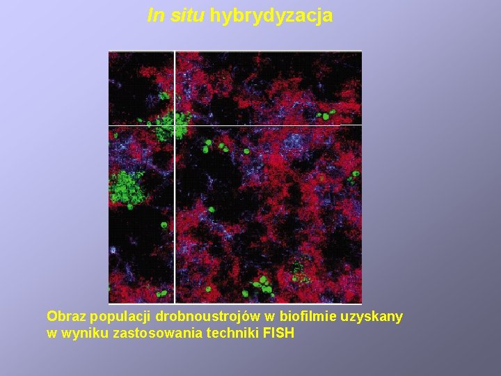 In situ hybrydyzacja Obraz populacji drobnoustrojów w biofilmie uzyskany w wyniku zastosowania techniki FISH