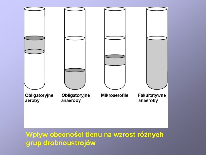 Wpływ obecności tlenu na wzrost różnych grup drobnoustrojów 