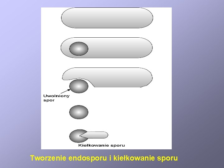 Tworzenie endosporu i kiełkowanie sporu 