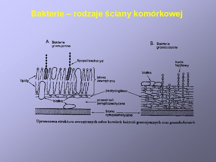 Bakterie – rodzaje ściany komórkowej 