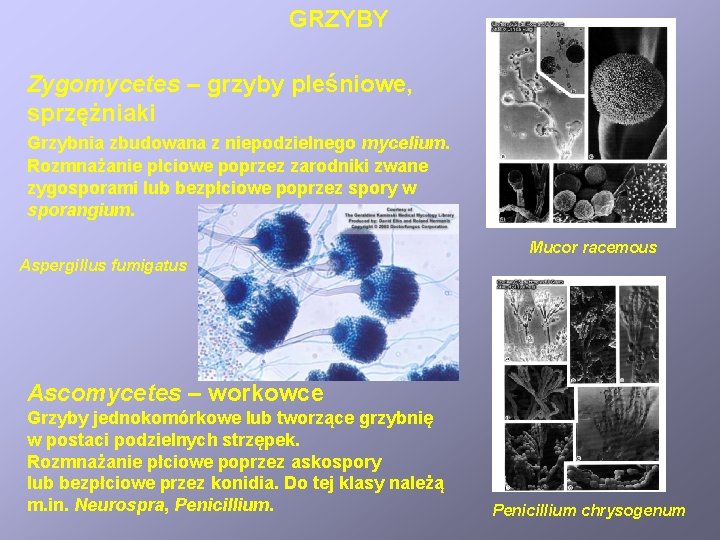 GRZYBY Zygomycetes – grzyby pleśniowe, sprzężniaki Grzybnia zbudowana z niepodzielnego mycelium. Rozmnażanie płciowe poprzez