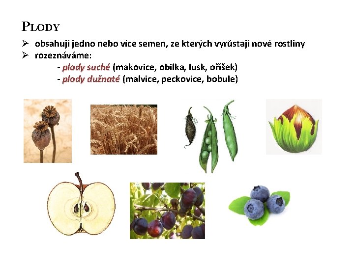 PLODY Ø obsahují jedno nebo více semen, ze kterých vyrůstají nové rostliny Ø rozeznáváme: