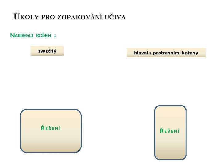 ÚKOLY PRO ZOPAKOVÁNÍ UČIVA NAKRESLI KOŘEN : svazčitý ŘEŠENÍ hlavní s postranními kořeny ŘEŠENÍ