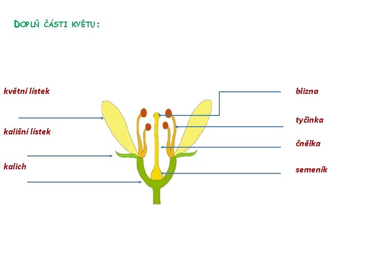 DOPLŇ ČÁSTI KVĚTU: květní lístek blizna tyčinka kališní lístek čnělka kalich semeník 