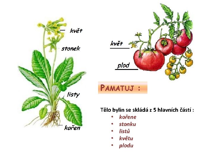 PAMATUJ : Tělo bylin se skládá z 5 hlavních částí : • kořene •