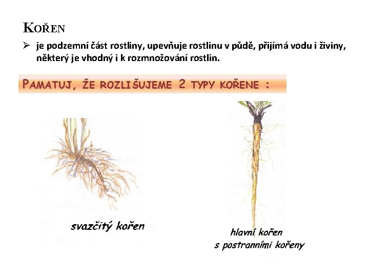 KOŘEN Ø je podzemní část rostliny, upevňuje rostlinu v půdě, přijímá vodu i živiny,