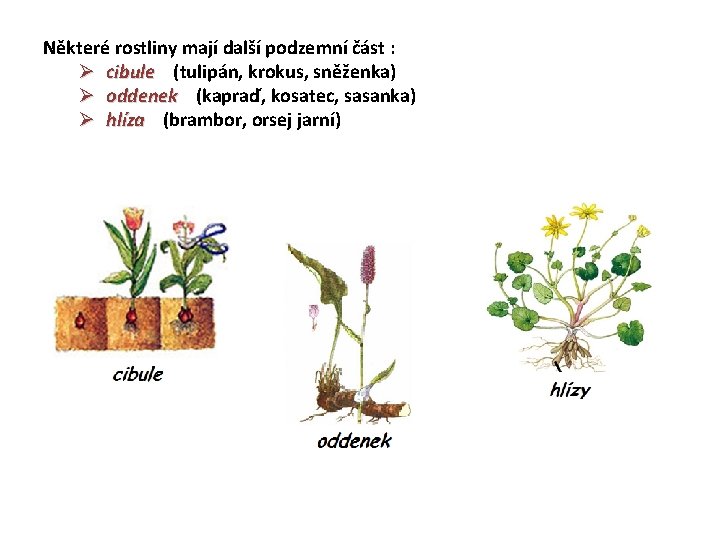 Některé rostliny mají další podzemní část : Ø cibule (tulipán, krokus, sněženka) Ø oddenek