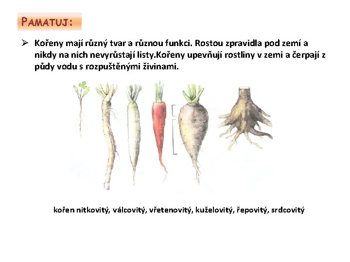 PAMATUJ: Ø Kořeny mají různý tvar a různou funkci. Rostou zpravidla pod zemí a