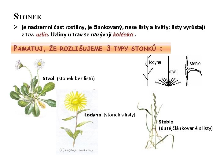 STONEK Ø je nadzemní část rostliny, je článkovaný, nese listy a květy; listy vyrůstají
