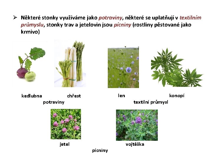 Ø Některé stonky využíváme jako potraviny, potraviny některé se uplatňují v textilním průmyslu, průmyslu