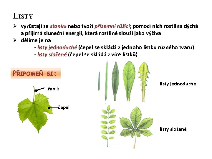 LISTY Ø vyrůstají ze stonku nebo tvoří přízemní růžici; růžici pomocí nich rostlina dýchá