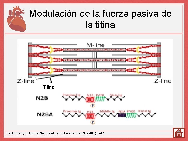 Modulación de la fuerza pasiva de la titina Titina D. Aronson, H. Krum /