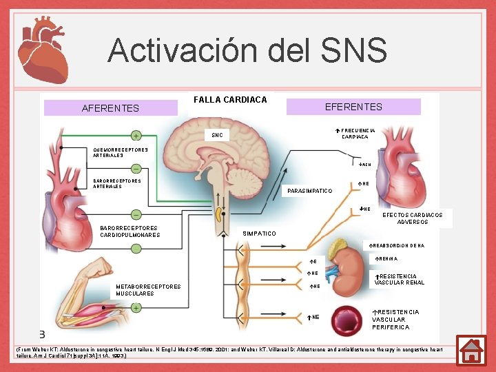 Activación del SNS AFERENTE FALLA CARDIACA EFERENTES EFERENTE FRECUENCIA CARDIACA SNC QUIMIORRECEPTORES QUEMORRECEPTORES ARTERIALES