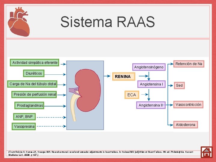 Sistema RAAS Actividad simpática eferente Angiotensinógeno Diuréticos RENINA Carga de Na del túbulo distal