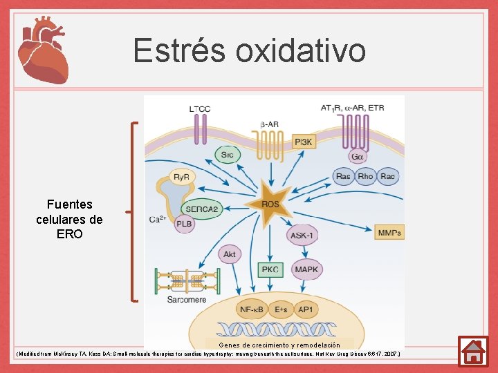 Estrés oxidativo Fuentes celulares de ERO Genes de crecimiento y remodelación (Modified from Mc.