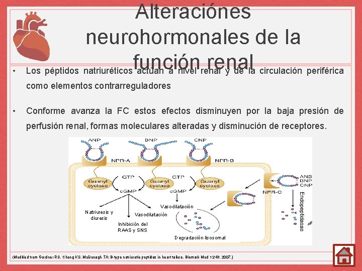  • Alteraciónes neurohormonales de la renal Los péptidos natriuréticos función actúan a nivel