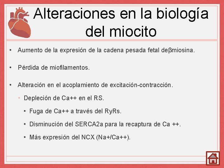 Alteraciones en la biología del miocito • Aumento de la expresión de la cadena