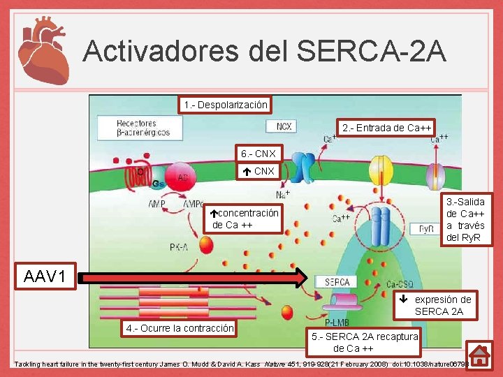 Activadores del SERCA-2 A 1. - Despolarización 2. - Entrada de Ca++ 6. -