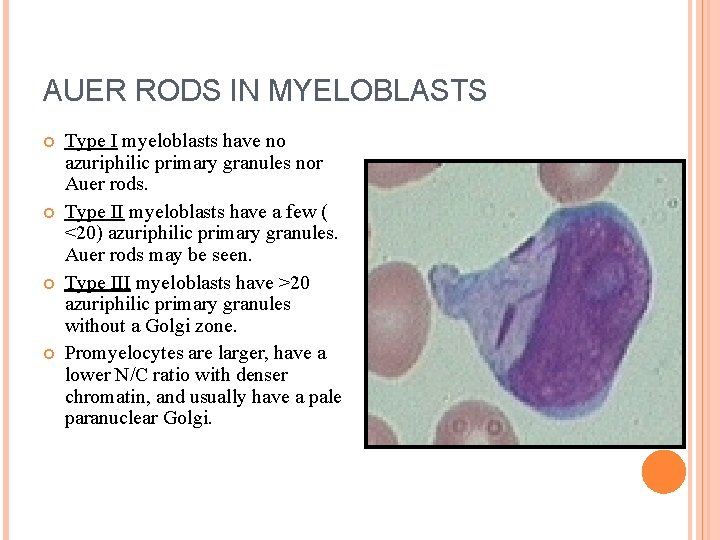 AUER RODS IN MYELOBLASTS Type I myeloblasts have no azuriphilic primary granules nor Auer