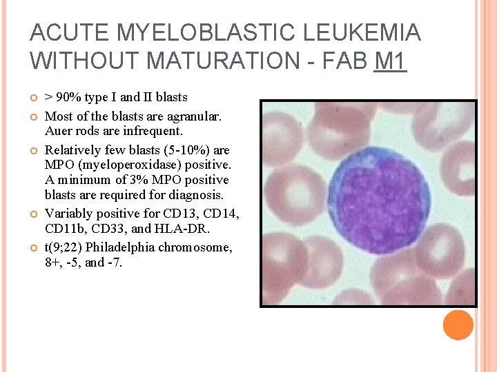 ACUTE MYELOBLASTIC LEUKEMIA WITHOUT MATURATION - FAB M 1 > 90% type I and