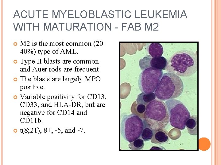 ACUTE MYELOBLASTIC LEUKEMIA WITH MATURATION - FAB M 2 is the most common (2040%)