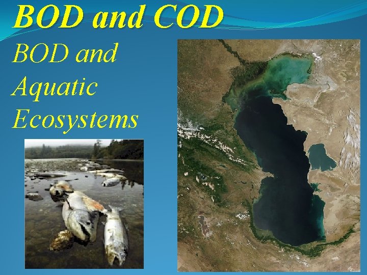 BOD and COD BOD and Aquatic Ecosystems 