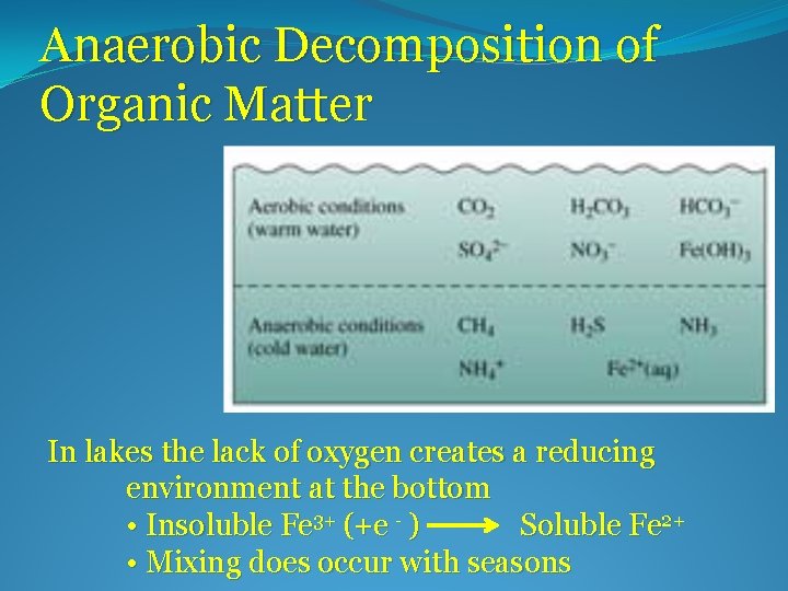 Anaerobic Decomposition of Organic Matter In lakes the lack of oxygen creates a reducing