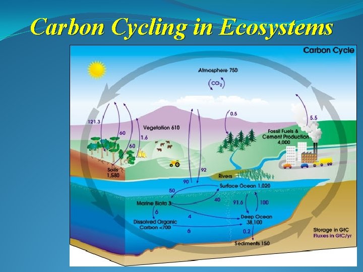 Carbon Cycling in Ecosystems 