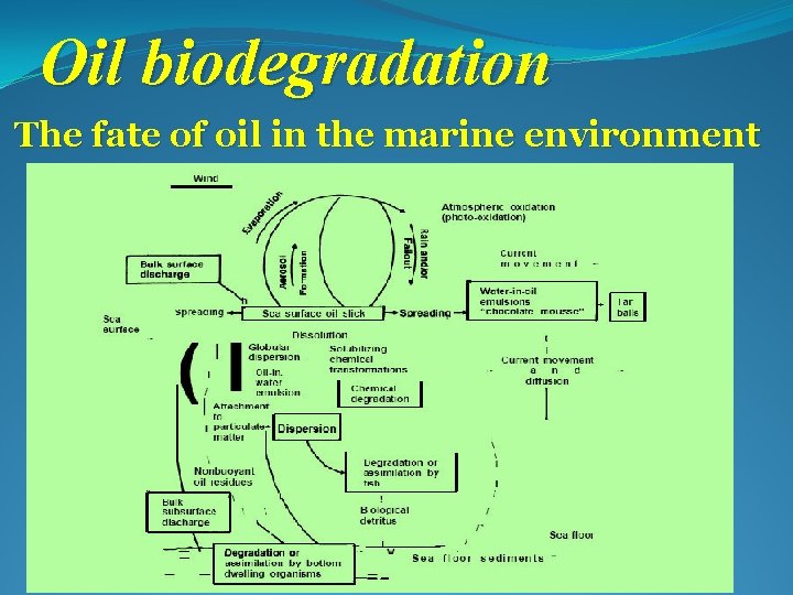 Oil biodegradation The fate of oil in the marine environment 