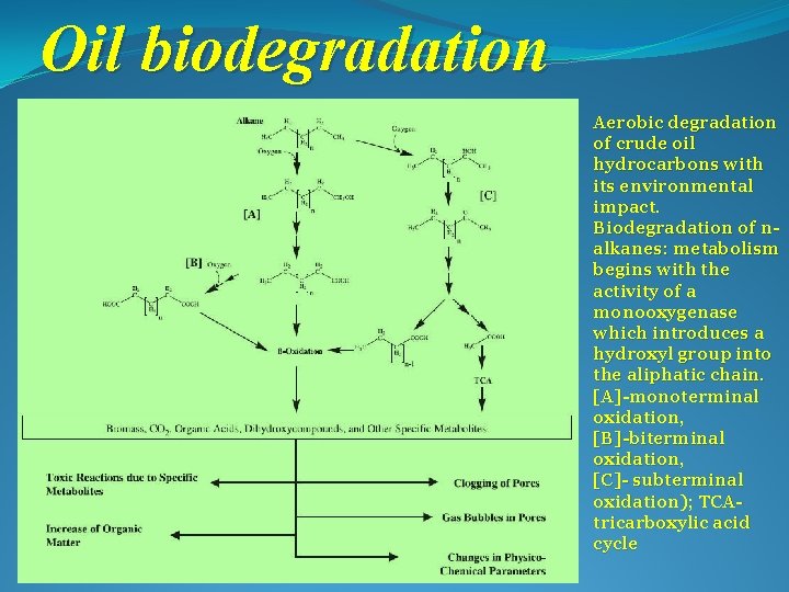 Oil biodegradation Aerobic degradation of crude oil hydrocarbons with its environmental impact. Biodegradation of