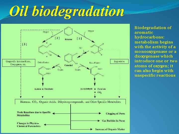 Oil biodegradation Biodegradation of aromatic hydrocarbons: metabolism begins with the activity of a monooxygenase