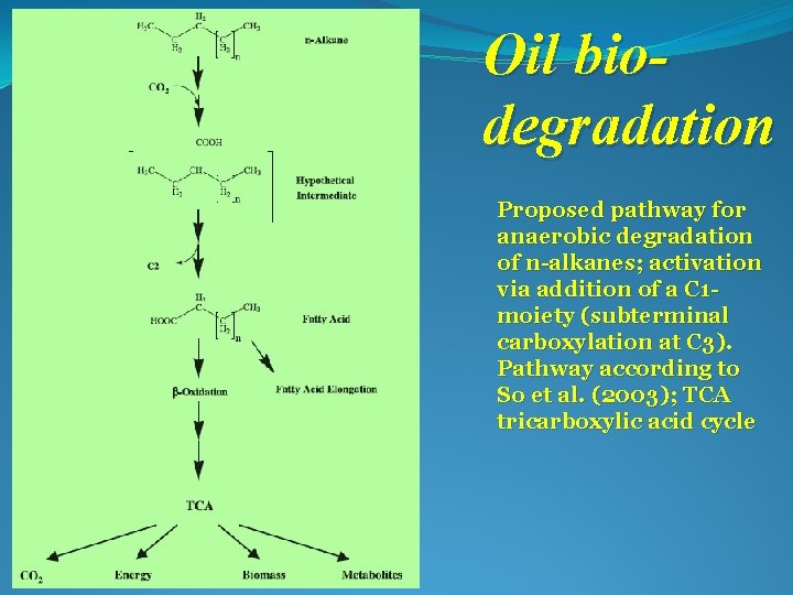 Oil biodegradation Proposed pathway for anaerobic degradation of n-alkanes; activation via addition of a