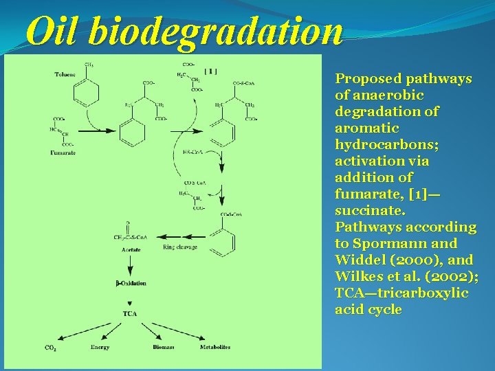 Oil biodegradation Proposed pathways of anaerobic degradation of aromatic hydrocarbons; activation via addition of