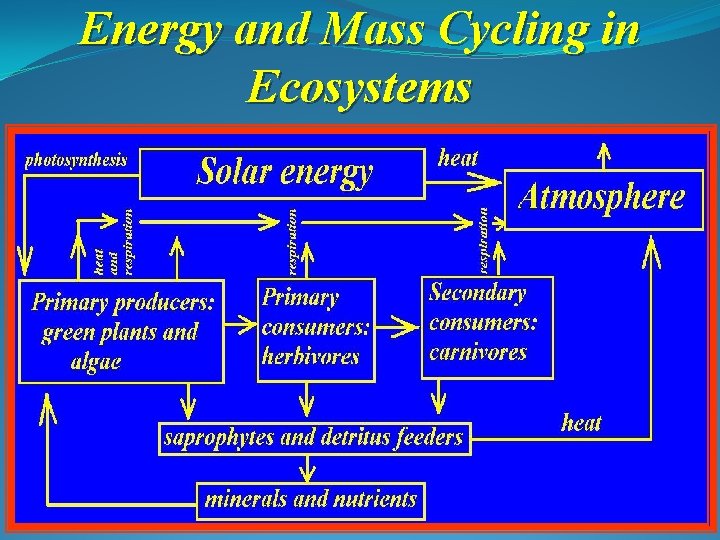 Energy and Mass Cycling in Ecosystems 