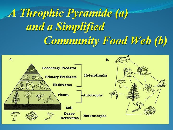 A Throphic Pyramide (a) and a Simplified Community Food Web (b) 