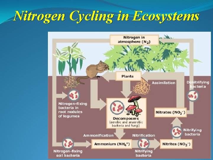 Nitrogen Cycling in Ecosystems 