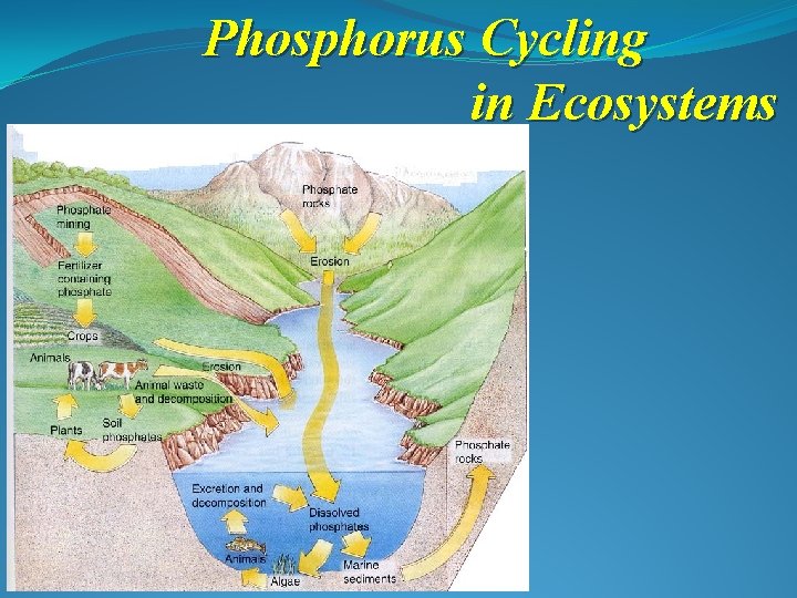 Phosphorus Cycling in Ecosystems 