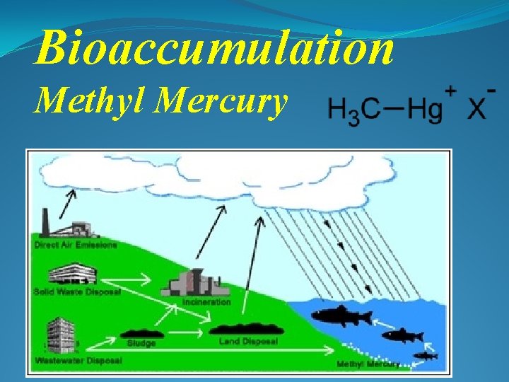 Bioaccumulation Methyl Mercury 
