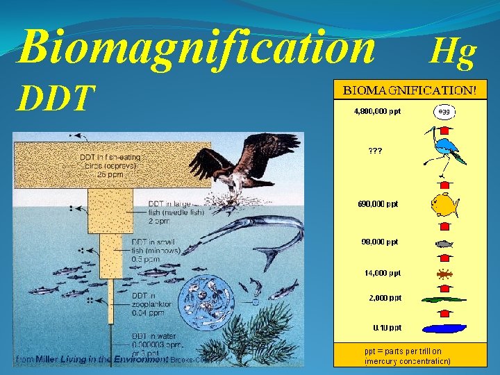 Biomagnification DDT Hg 