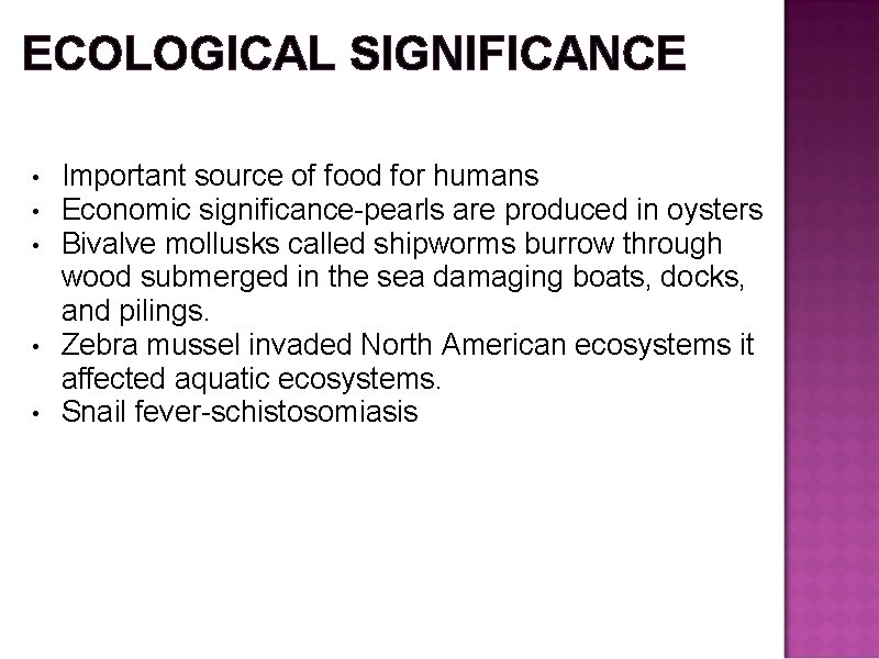 ECOLOGICAL SIGNIFICANCE Important source of food for humans Economic significance-pearls are produced in oysters