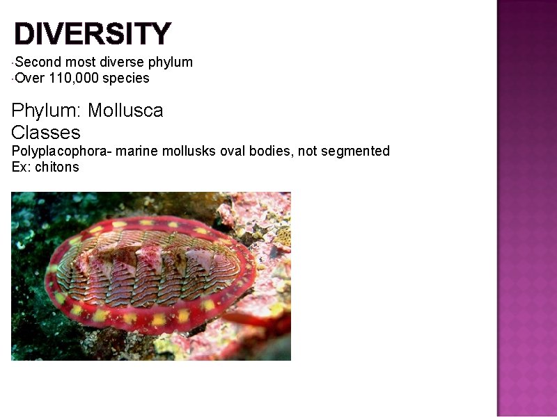 DIVERSITY Second most diverse phylum Over 110, 000 species Phylum: Mollusca Classes Polyplacophora- marine