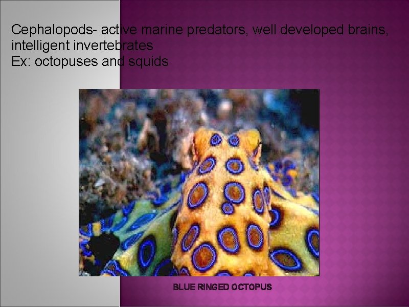 Cephalopods- active marine predators, well developed brains, intelligent invertebrates Ex: octopuses and squids BLUE