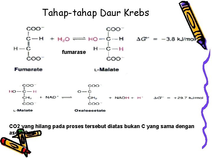 Tahap-tahap Daur Krebs fumarase CO 2 yang hilang pada proses tersebut diatas bukan C