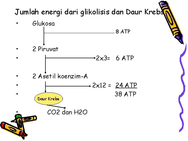 Jumlah energi dari glikolisis dan Daur Krebs • Glukosa 8 ATP • • 2