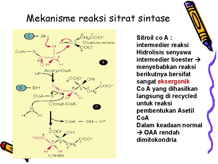 Mekanisme reaksi sitrat sintase Sitroil co A : intermedier reaksi Hidrolisis senyawa intermedier tioester