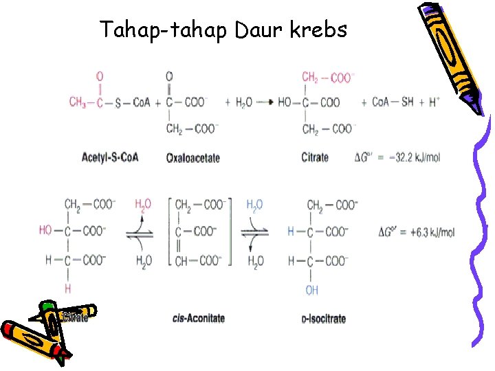 Tahap-tahap Daur krebs 